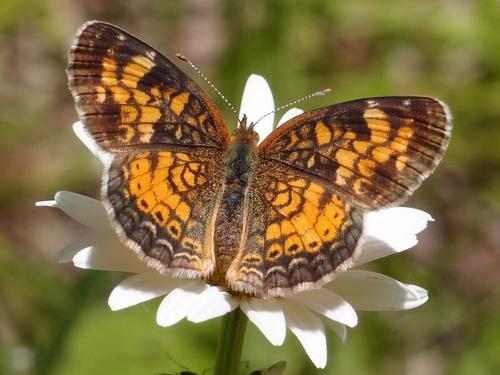 Pearl Crescent (Phyciodes tharos) butterfly on Avery Ledge in New Hampshire