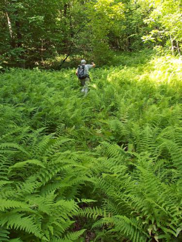 Dick walks through a patch of ferns on the way to Ayers Pond Peaks in New Hampshire
