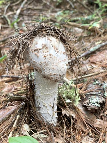 mushroom in July dressed up with a straw hat at Bachelder Trails near Loudon in southern New Hampshire
