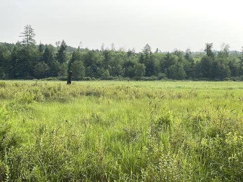 trailside marsh in July at Bachelder Trails near Loudon in southern New Hampshire