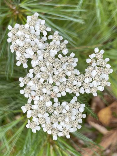 Noble Yarrow (Achillea nobilis) in July at Bachelder Trails near Loudon in southern New Hampshire