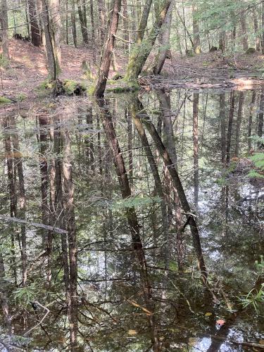 vernal pool in July at Bachelder Trails near Loudon in southern New Hampshire