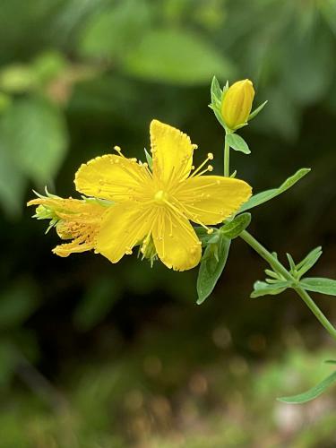 Common St. John's Wort (Hypericum perforatum) in July at Bachelder Trails near Loudon in southern New Hampshire