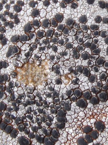 Concentric Boulder Lichen (Porpidia crustulata)