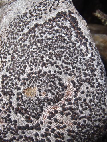 Concentric Boulder Lichen (Porpidia crustulata)
