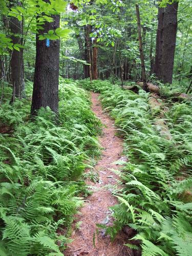 hiking trail at Balch Hill in New Hampshire