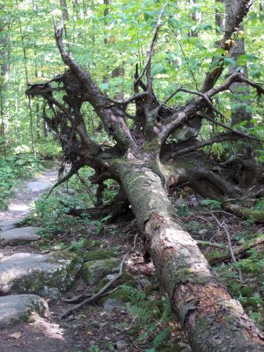 fallen tree in September at Bald Mountain in southern Vermont
