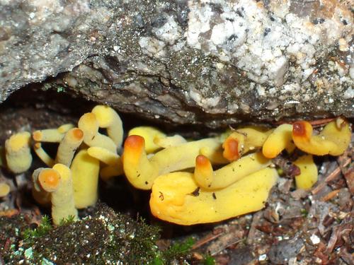Yellow Spindle Coral mushroom