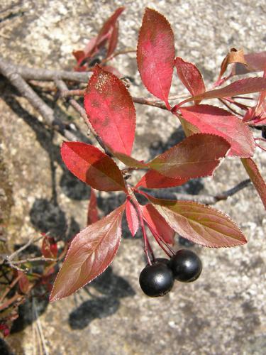 Black Chokeberry (Pyrus melanocarpa)