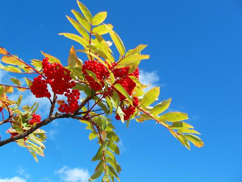 Mountain Ash is in full fruit in September on Baldface Mountain in New Hampshire