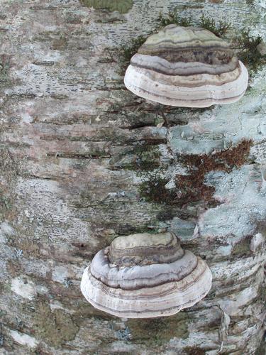 tinder polypore mushrooms