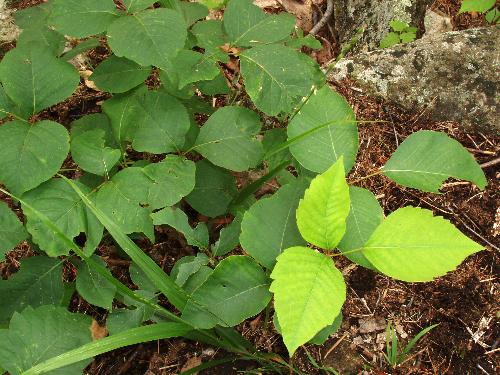 Poison Ivy leaves beside the trail to Bald Knob near Lake Winnipesaukee in New Hampshire