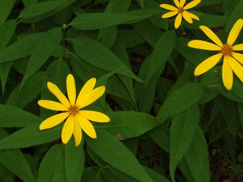 Woodland Sunflower flowers