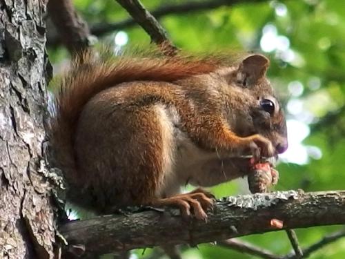 Red Squirrel (Tamiasciurus hudsonicus) in September on Bald Rock Mountain in Maine