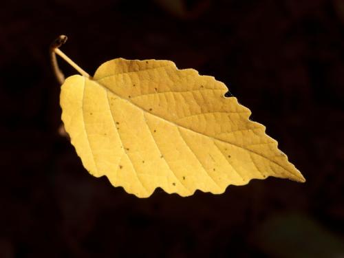 a leaf in October suspended in air beside the trail to Ball Hill near Leominster MA