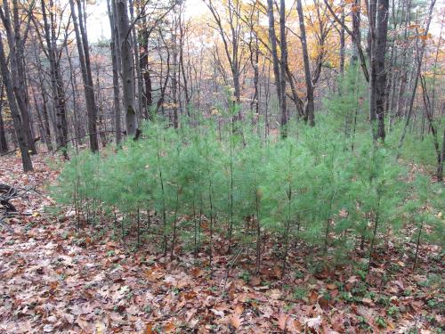 young pine tree grove at Ball Hill near Leominster MA