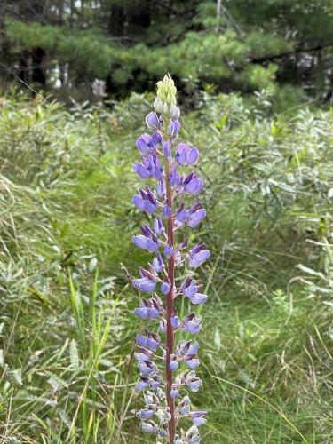 Garden Lupine (Lupinus polyphyllus) in September on Bar Island near Acadia National Park in Maine