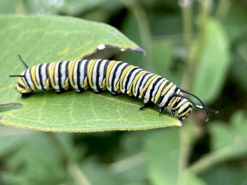 Monarch caterpillar (Danaus plexippus) in September on Bar Island near Acadia National Park in Maine