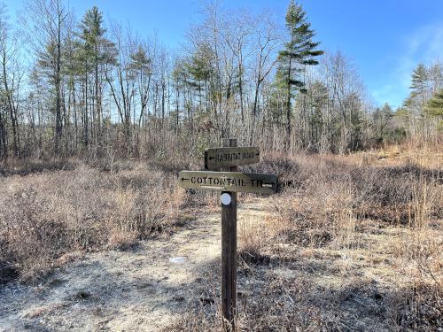 clearcutting area in December at Barrington Watershed Area in southeast New Hampshire