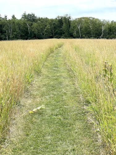 Tractor Path in July at Bartholomew's Cobble in southwestern Massachusetts