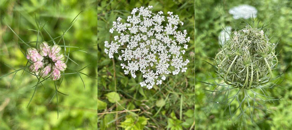 Queen Anne's Lace in July at Bartholomew's Cobble in southwestern Massachusetts: bud, flower and seed