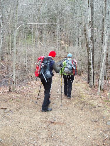 hikers on the trail to Bartlett Mountain in New Hampshire