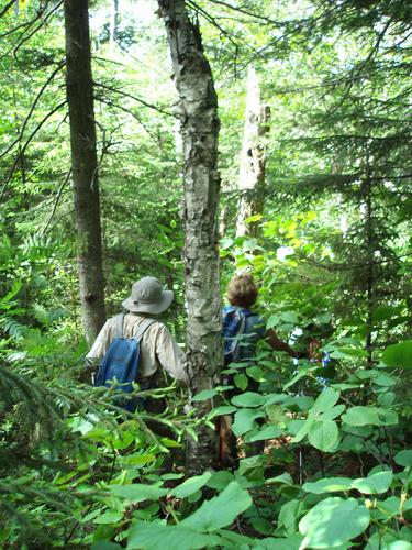bushwhackers hiking Bear Mountain in New Hampshire