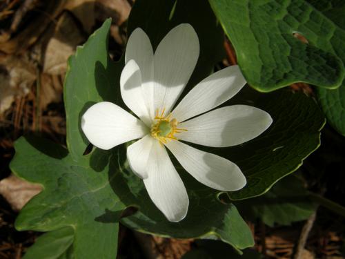 Bloodroot (Sanguinaria canadensis) in April at Beaver Brook in southern New Hampshire