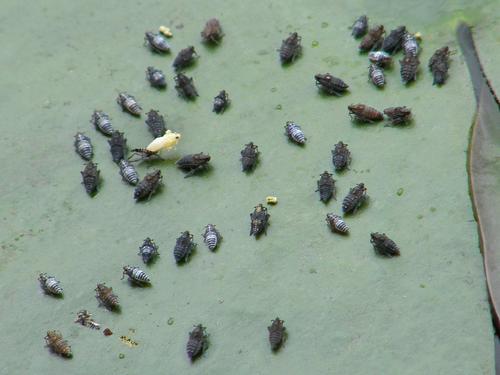 bugs on a lily pad on Wildlife Pond at Beaver Brook in New Hampshire