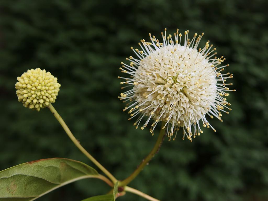 Buttonbush (Cephalanthus occidentalis) blooming at Beaver Brook in New Hampshire