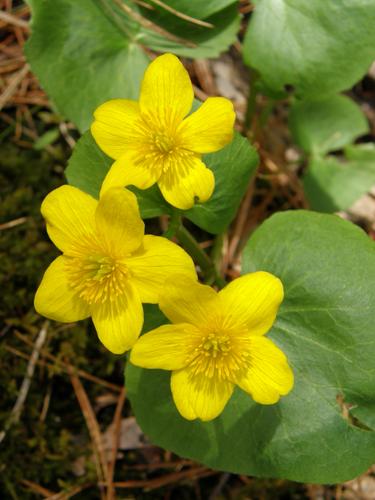 Marsh Marigold (Caltha palustris) in April at Beaver Brook in southern New Hampshire