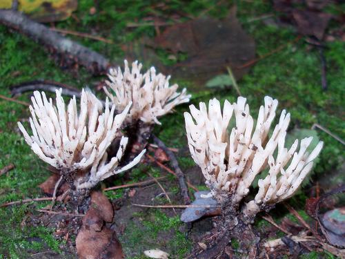 False Coral Fungus (Tremellodendron pallidum)