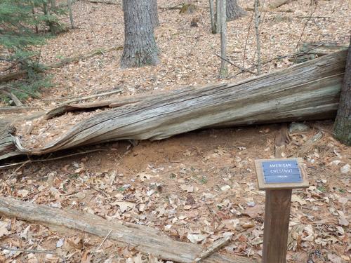 tree identification sign and fallen American Chestnut at Beaver Brook in New Hampshire