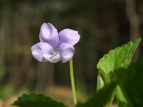 Northern Downy Violet (Viola fimbriatula)