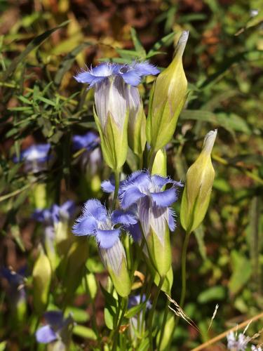 Fringed Gentian (Gentianopsis crinita) in September at Beaver Brook in southern New Hampshire