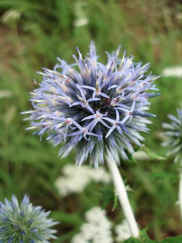 Globe Thistle (Echinops ritro) in August at Beaver Brook in southern New Hampshire