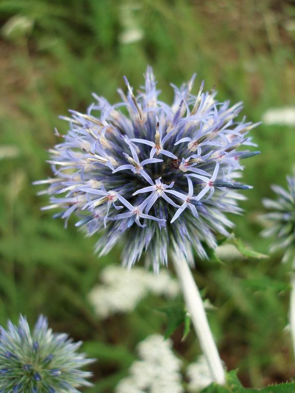 Globe Thistle (Echinops ritro) in August at Beaver Brook in southern New Hampshire