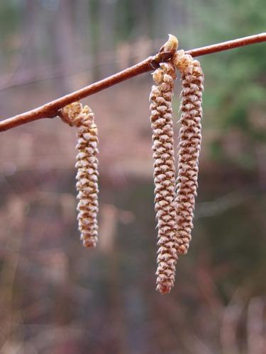 American Hazelnut (Corylus americana) in bloom at Beaver Brook in southern New Hampshire