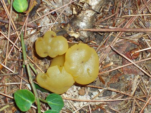 Common Jelly Baby (Leotia lubrica)