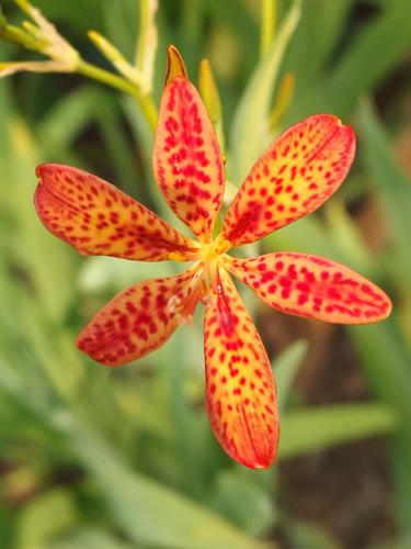 Blackberry Lily (Belamcanda chinensis) in bloom at Beaver Brook in southern New Hampshire