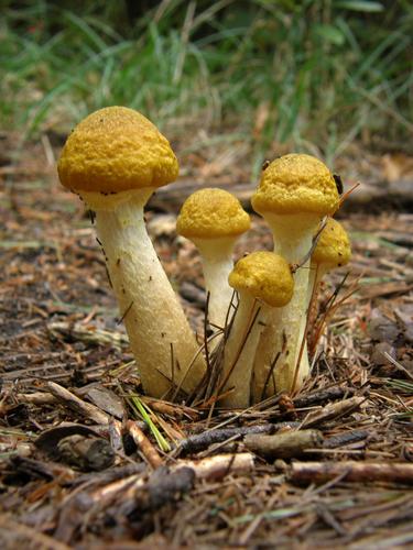Honey Mushroom (Armillariella mellea)