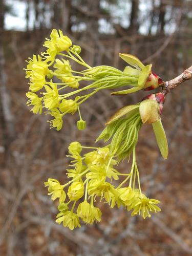 Norway Maple (Acer platanoides) in April near Beaver Brook in southern New Hampshire