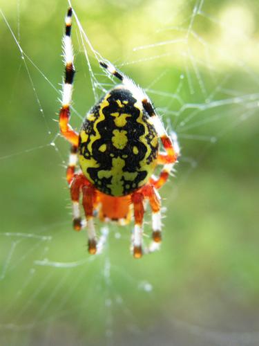 Marbled Orb Weaver (Araneus marmoreus) at Beaver Brook in southern New Hampshire