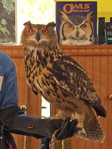 Eurasian Eagle Owl (Bubo bubo) at Beaver Brook's Fall Festival in New Hampshire