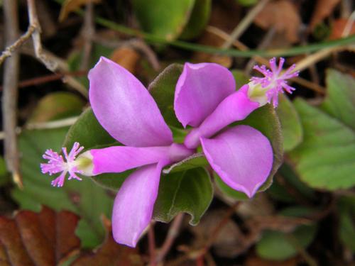 Fringed Polygala (Polygala paucifolia) in April at Beaver Brook in southern New Hampshire