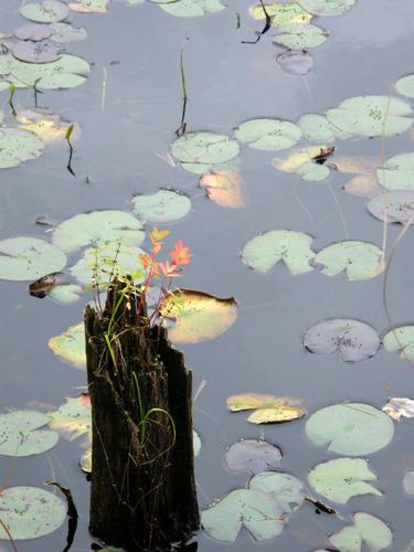 pond lilies on Wildlife Pond at Beaver Brook in New Hampshire