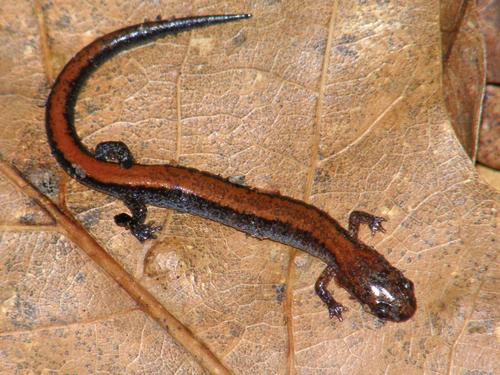 Northern Redback Salamander (Plethodon cinereus)