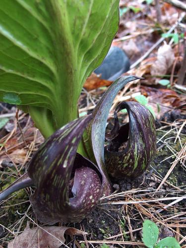 Skunk Cabbage (Symplocarpus foetidus) at Beaver Brook in southern New Hampshire