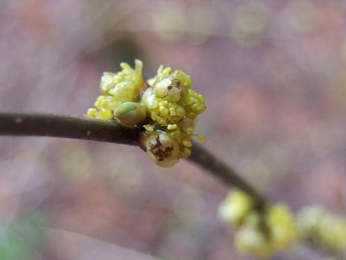 Spicebush (Lindera benzoin) blooming at Beaver Brook in New Hampshire