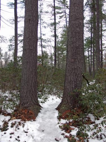 path around Wildlife Pond at Beaver Brook in New Hampshire